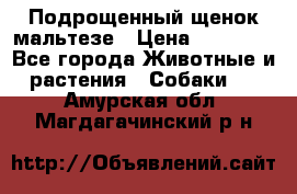 Подрощенный щенок мальтезе › Цена ­ 15 000 - Все города Животные и растения » Собаки   . Амурская обл.,Магдагачинский р-н